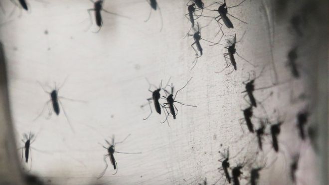 Zika virus pregnancy case confirmed in Spain - first in Europe