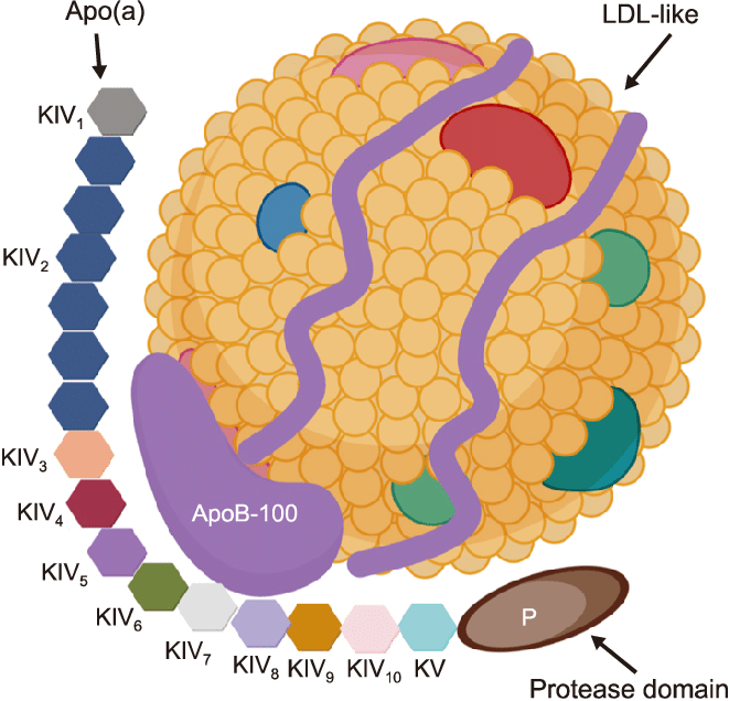 Định lượng Lipoprotein (a)