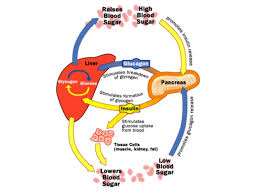 Xét nghiệm mới: GLUCAGON (04/01/2017)