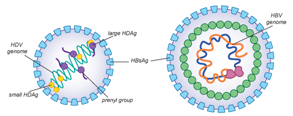 Xét nghiệm mới HDV RNA Realtime